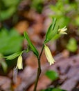 Large Flowered Bellwort, Uvularia grandflora